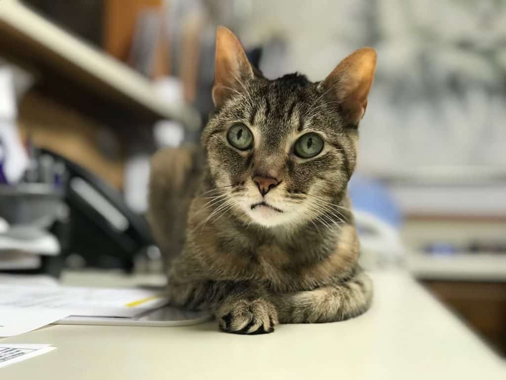Sassy-Woodstock Veterinary Hospital